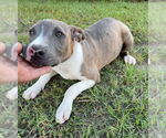 Small #4 Bulldog Mix