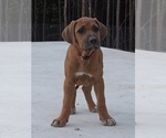 Puppy Puppy 2 Rhodesian Ridgeback