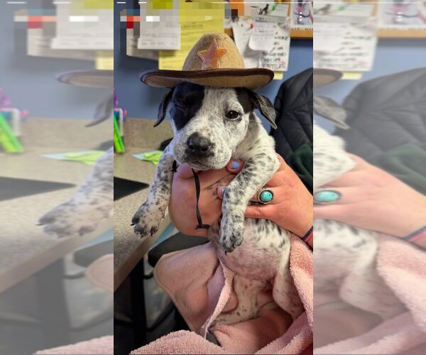 Medium Photo #3 Pointer-Unknown Mix Puppy For Sale in Bellingham, WA, USA