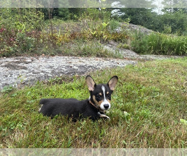 Medium Photo #20 Pembroke Welsh Corgi Puppy For Sale in PERKINSVILLE, VT, USA