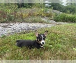 Small #19 Pembroke Welsh Corgi