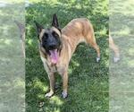 Small #1 German Shepherd Dog Mix