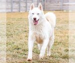 Small Photo #2 Siberian Husky Puppy For Sale in Omaha, NE, USA