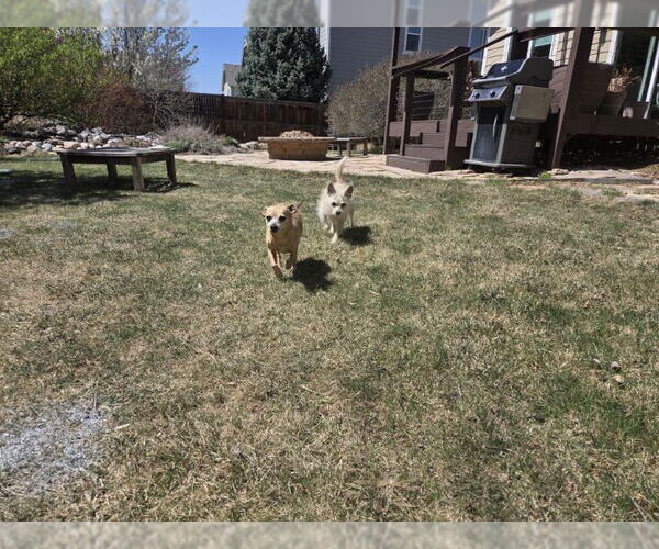 Medium Photo #4 Chihuahua-Unknown Mix Puppy For Sale in Fort Collins, CO, USA