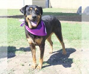 Rottweiler-Unknown Mix Dogs for adoption in San Antonio, TX, USA