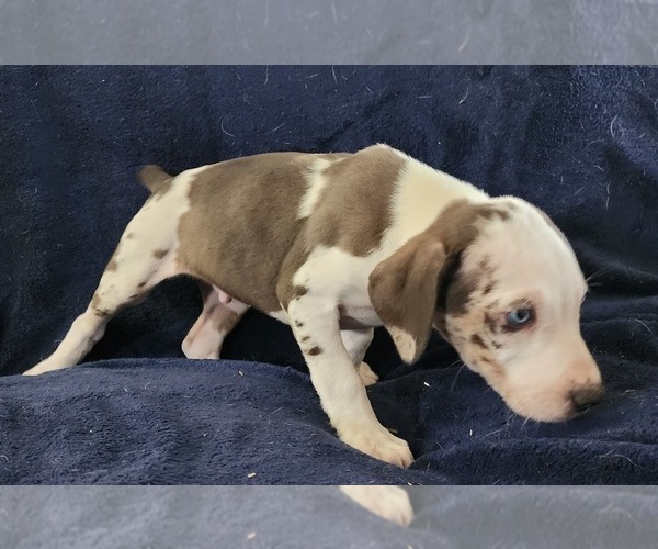 Medium Photo #26 Catahoula Leopard Dog Puppy For Sale in CUMBY, TX, USA
