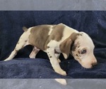 Small #25 Catahoula Leopard Dog