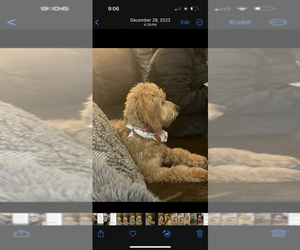 Mother of the Goldendoodle-Poodle (Miniature) Mix puppies born on 07/13/2025
