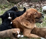 Small Photo #2 Great Bernese Puppy For Sale in IOLA, WI, USA