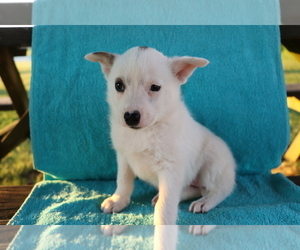 Norwegian Elkhound Puppy for sale in SHILOH, OH, USA