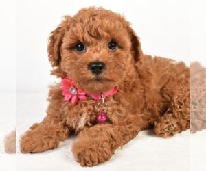 Poodle (Miniature) Puppy for sale in LOWELL, MA, USA