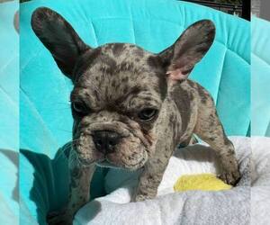 French Bulldog Puppy for sale in RENTON, WA, USA