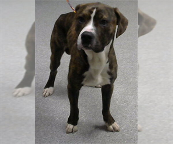 Medium Photo #1 American Pit Bull Terrier-Unknown Mix Puppy For Sale in Pasadena, TX, USA