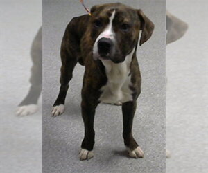 American Pit Bull Terrier-Unknown Mix Dogs for adoption in Pasadena, TX, USA