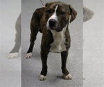 Small American Pit Bull Terrier Mix