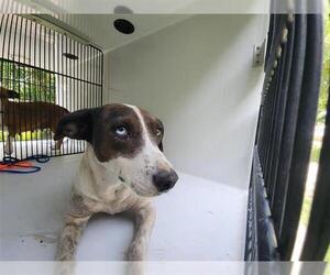 Chihuahua-Unknown Mix Dogs for adoption in Houston, TX, USA
