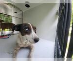 Small Chihuahua Mix