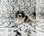 Small #4 Cavapoo