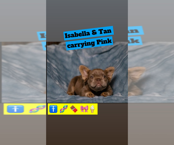 Medium Photo #4 French Bulldog Puppy For Sale in CONROE, TX, USA