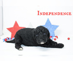 Small Photo #6 Goldendoodle Puppy For Sale in MIDDLESEX, NC, USA
