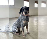 Small #3 Bluetick Coonhound Mix