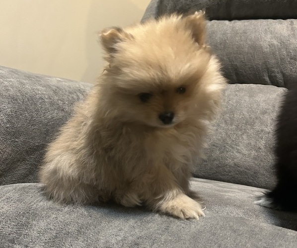 Medium Photo #1 Pomeranian Puppy For Sale in CINCINNATI, OH, USA