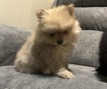 Puppy Jackson Pomeranian