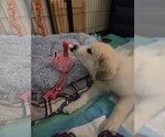 Small #1 Great Pyrenees