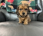 Puppy Hank Dachshund