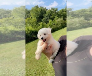 Bichon Frise Puppy for sale in SOUTH CARTHAGE, TN, USA