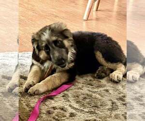 Australian Shepherd-German Shepherd Dog Mix Dogs for adoption in Cave Creek, AZ, USA