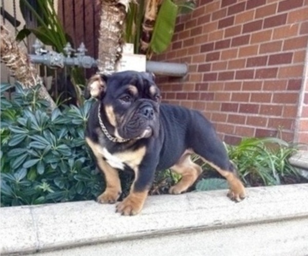 Medium Photo #5 English Bulldog Puppy For Sale in PORTLAND, OR, USA