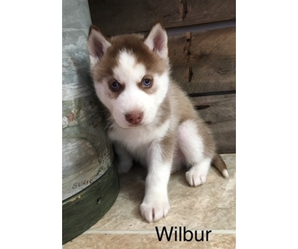 Medium Photo #7 Siberian Husky Puppy For Sale in DEARBORN, MO, USA