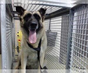 Medium German Shepherd Dog Mix