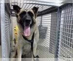 Small German Shepherd Dog Mix