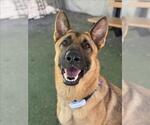 Small #1 German Shepherd Dog Mix