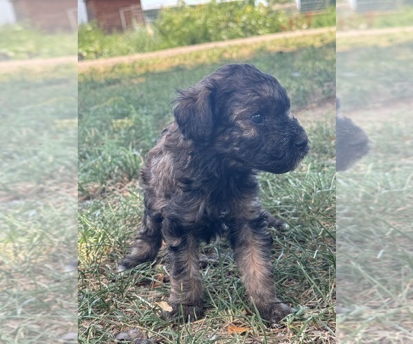 Medium Photo #10 Poodle (Miniature)-Poodle (Standard) Mix Puppy For Sale in LONGMONT, CO, USA