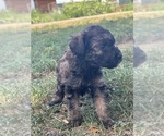 Small #9 Poodle (Miniature)-Poodle (Standard) Mix