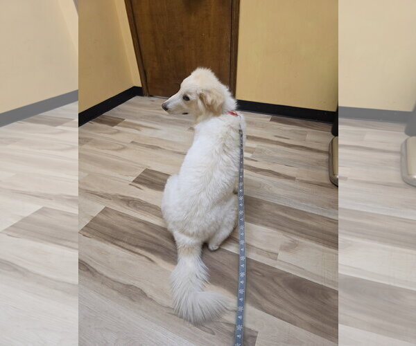 Medium Photo #15 Great Pyrenees-Unknown Mix Puppy For Sale in Houston, TX, USA