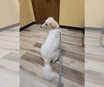 Small #14 Great Pyrenees Mix