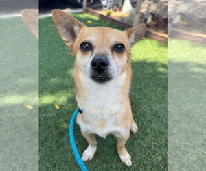 Billy Bob - Male Chihuahua-Unknown Mix Dog for Adoption - Photo #2
