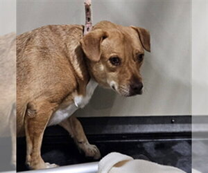 Labrador Retriever Dogs for adoption in Bakersfield, CA, USA