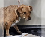 HUNTER - Male Labrador Retriever Dog for Adoption - Small photo