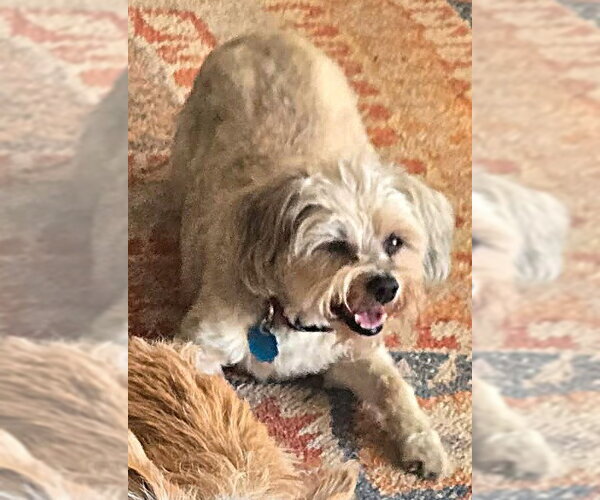 Medium Photo #2 Maltipoo (Miniature) Puppy For Sale in Boonton, NJ, USA