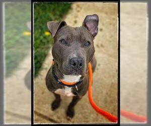 American Pit Bull Terrier Dogs for adoption in Derwood, MD, USA