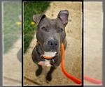 Small American Pit Bull Terrier