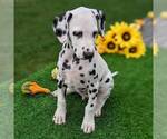 Small Photo #4 Dalmatian Puppy For Sale in ARTHUR, IL, USA