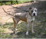 Small #3 Mutt