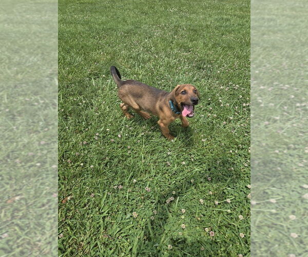 Medium Photo #12 Doberman Pinscher Puppy For Sale in Evansville, IN, USA