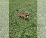 Small #11 Doberman Pinscher